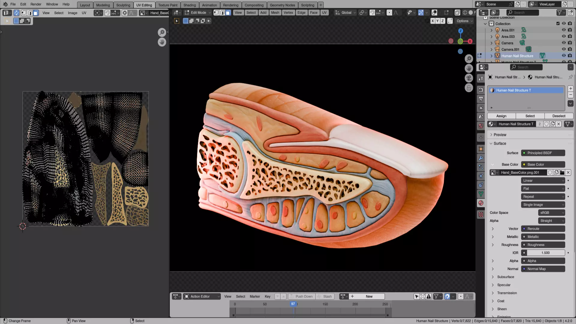 Human Nail Structure Low-poly 3D model_9