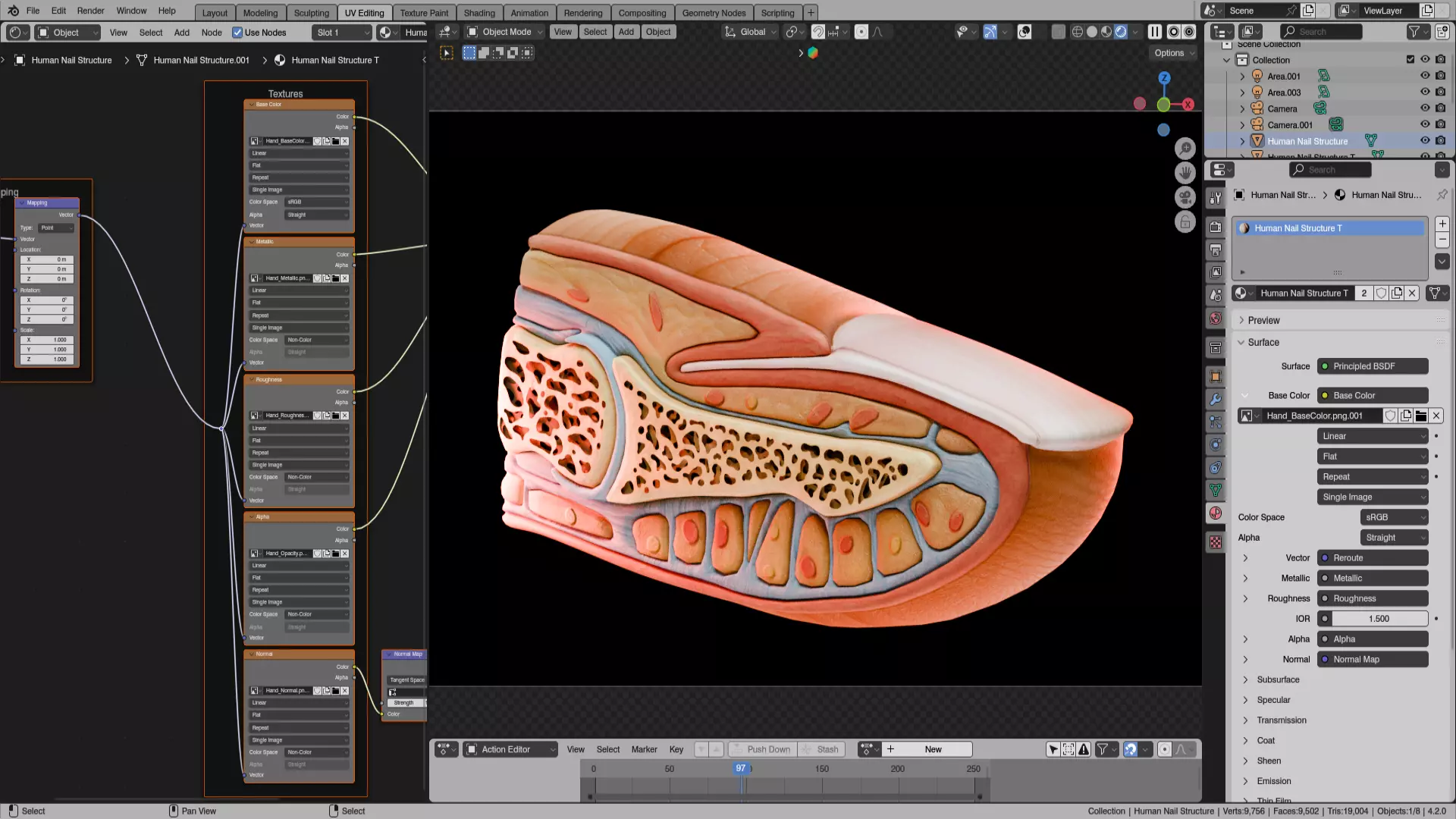 Human Nail Structure Low-poly 3D model_8