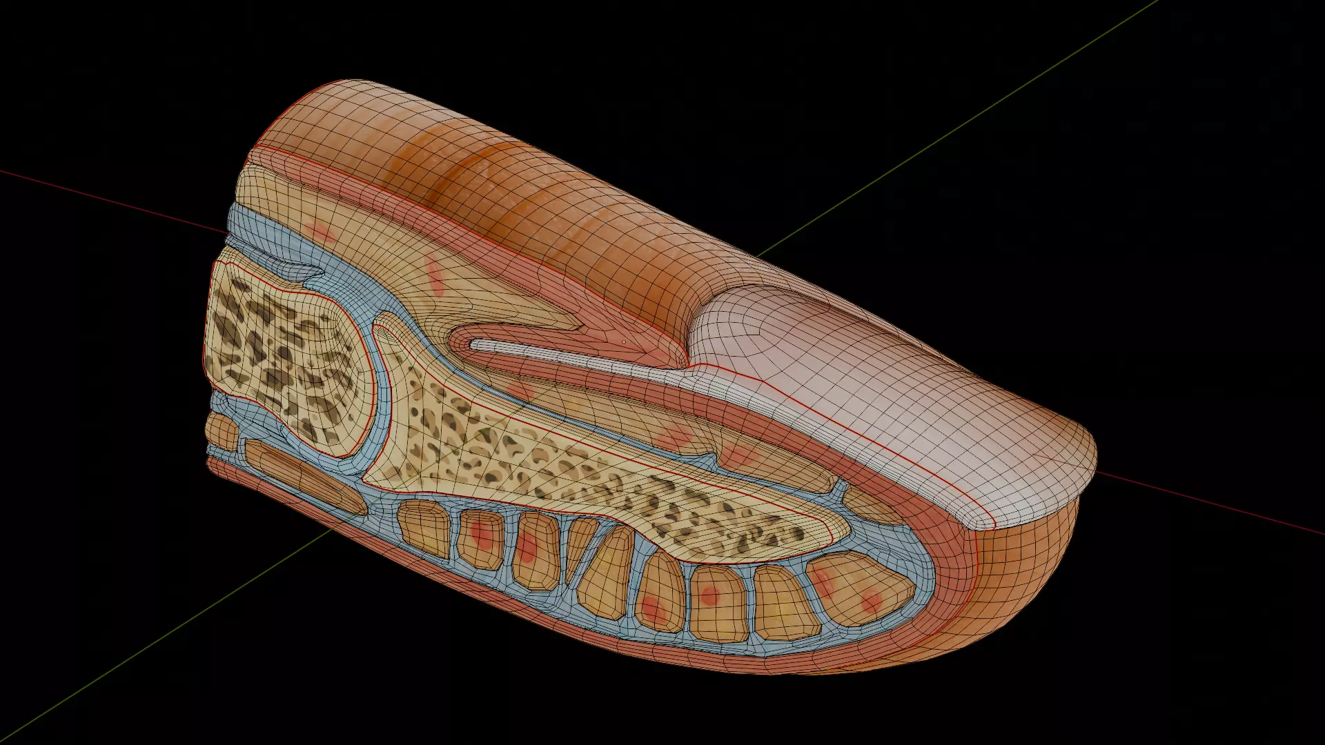 Human Nail Structure Low-poly 3D model_7