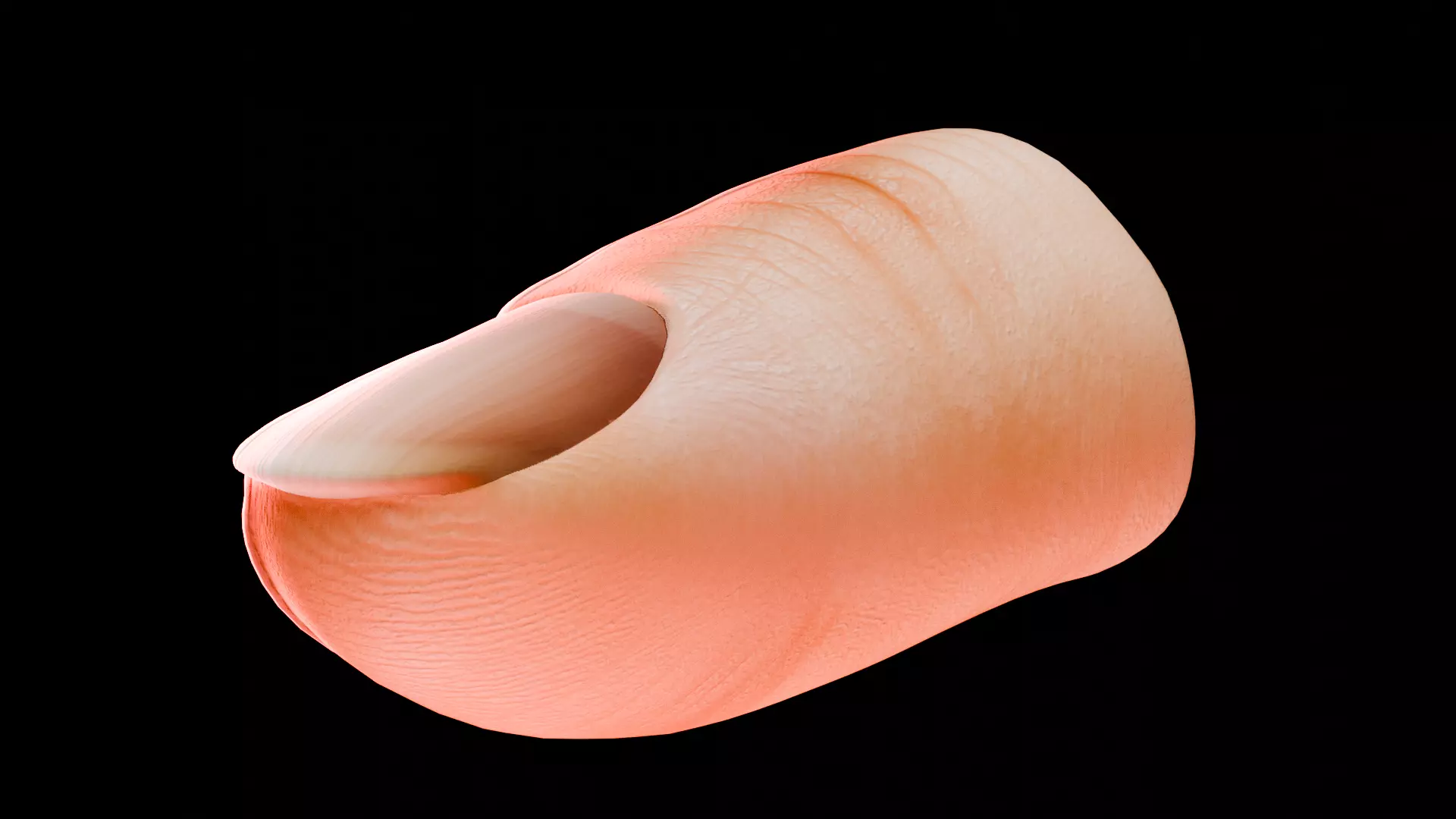 Human Nail Structure Low-poly 3D model_5