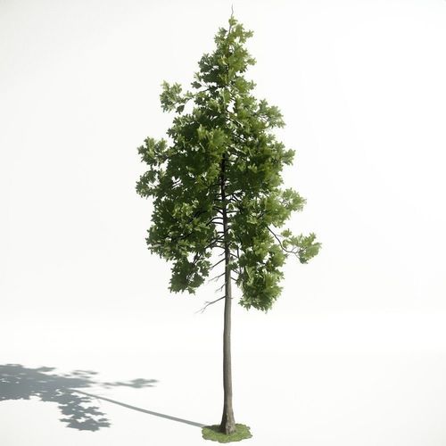 Tree 26 amce1 3D model