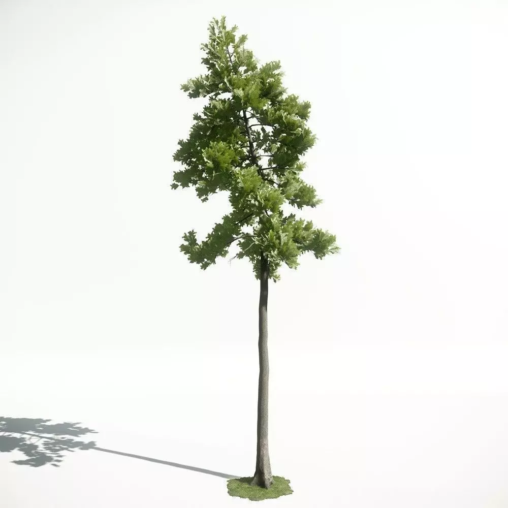 Tree 27 amce1 3D model_0