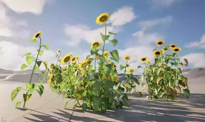 Wind UE5 Plants -Helianthus annuus - common sunflower