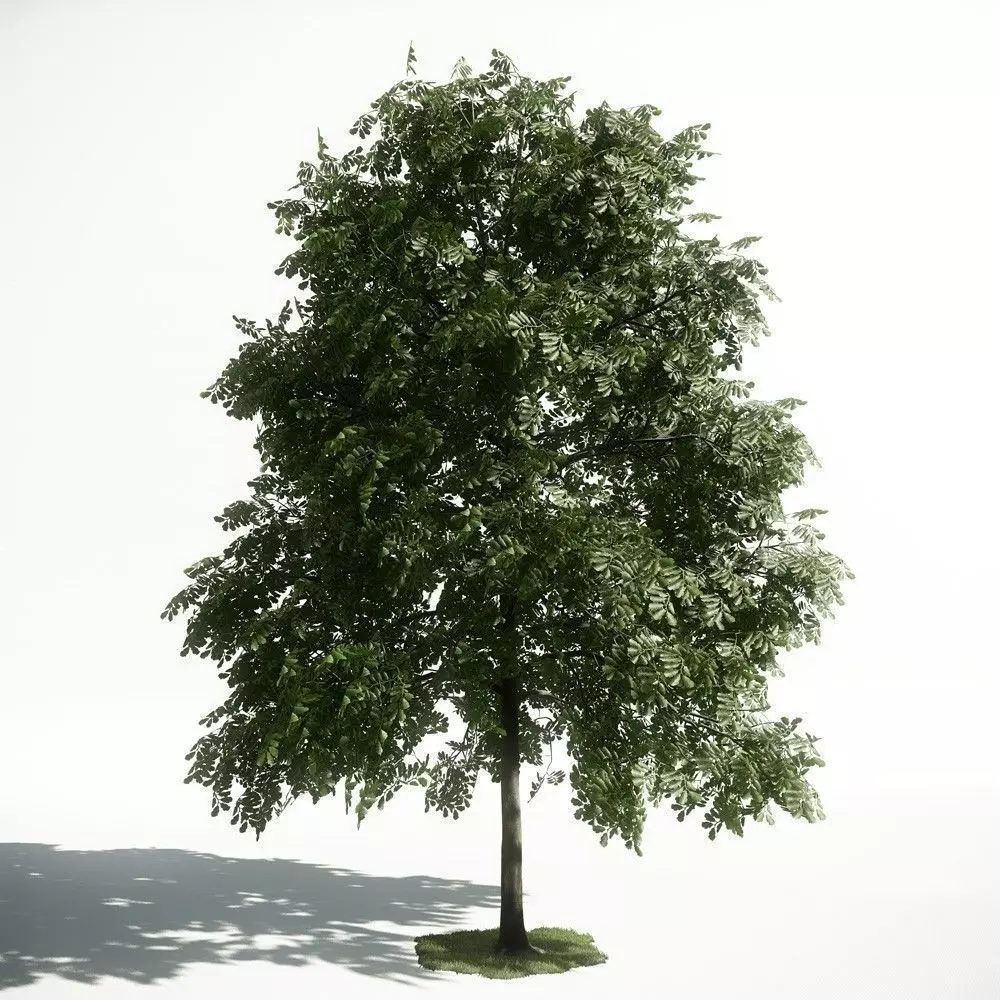 Tree 32 amce1 3D model | CGTrader