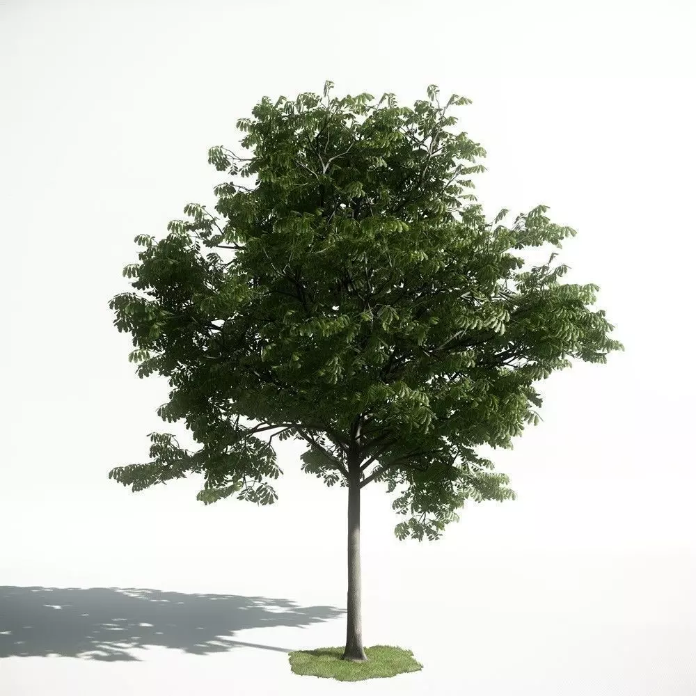 Tree 33 amce1 3D model_0