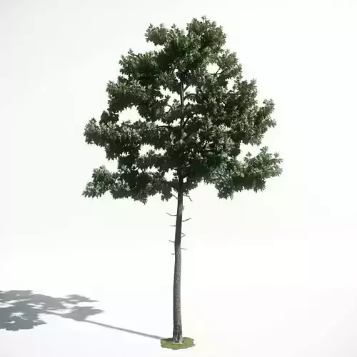 Tree 35 amce1