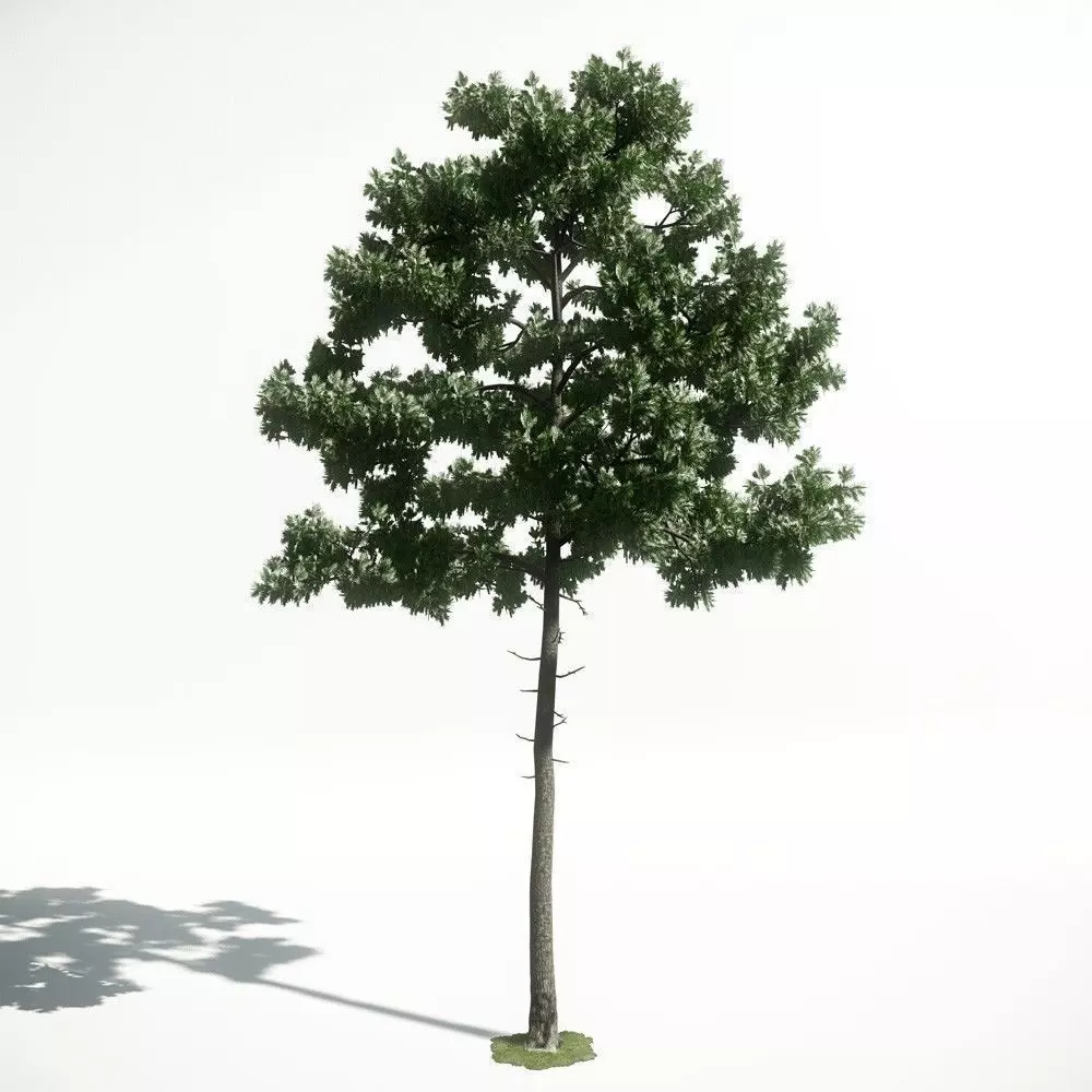 Tree 35 amce1 3D model_0