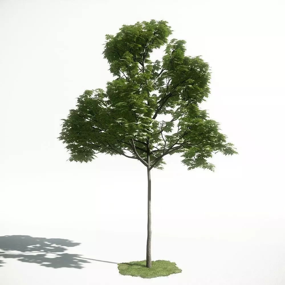 Tree 38 amce1 3D model_0