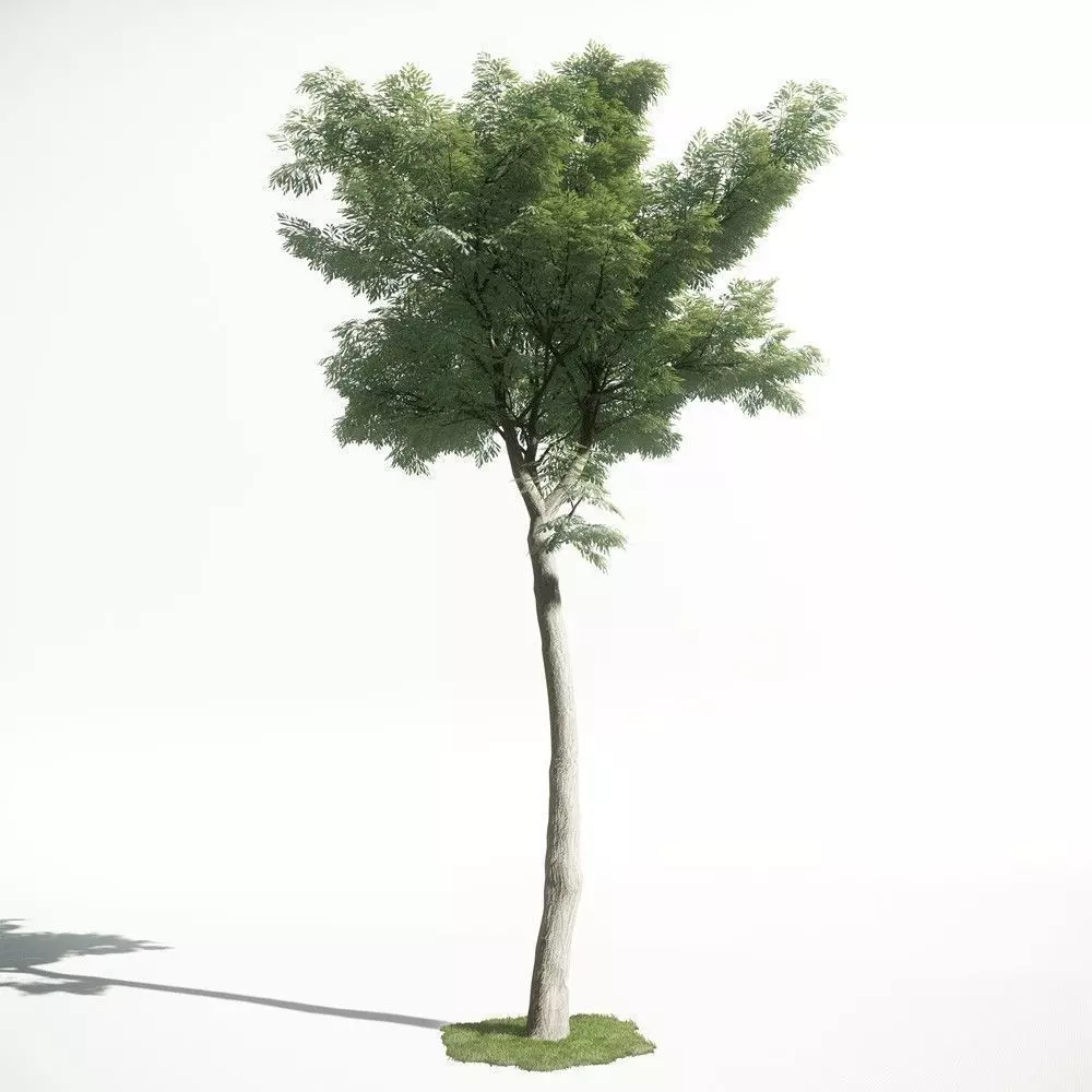 Tree 48 amce1 3D model