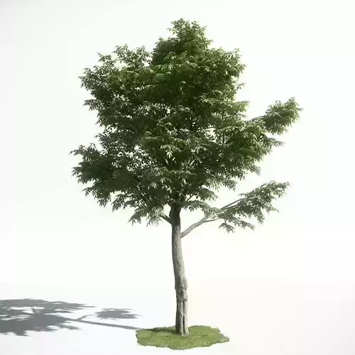 Tree 49 amce1 3D model