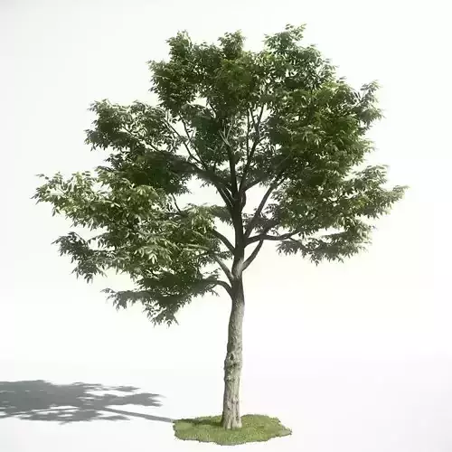 Tree 50 amce1