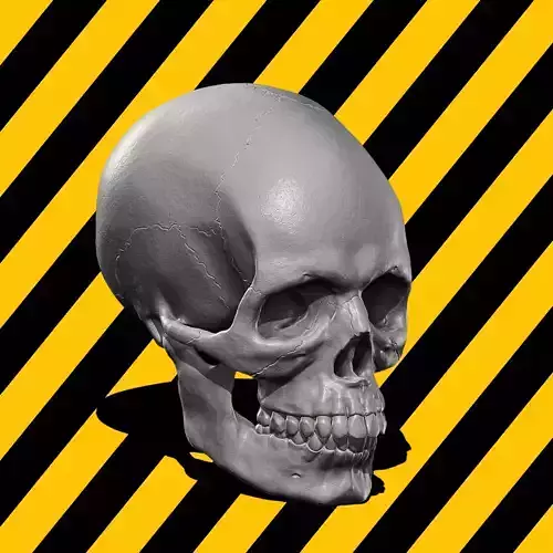 Skull Base Mesh