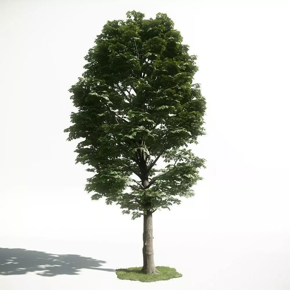 Tree 54 amce1 3D model_0