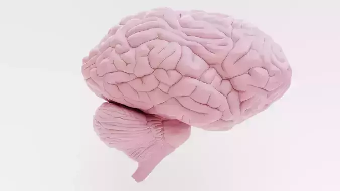 Brain - Educational Anatomy Plastic Model