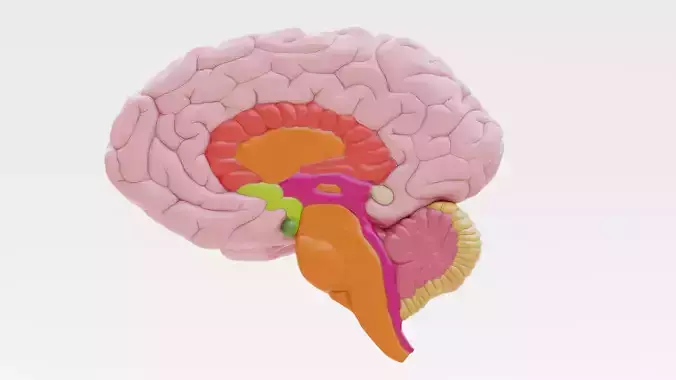 -Plastic Brain Section-