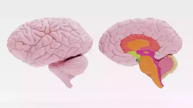 2 Brain Models with Section - Educational Anatomy
