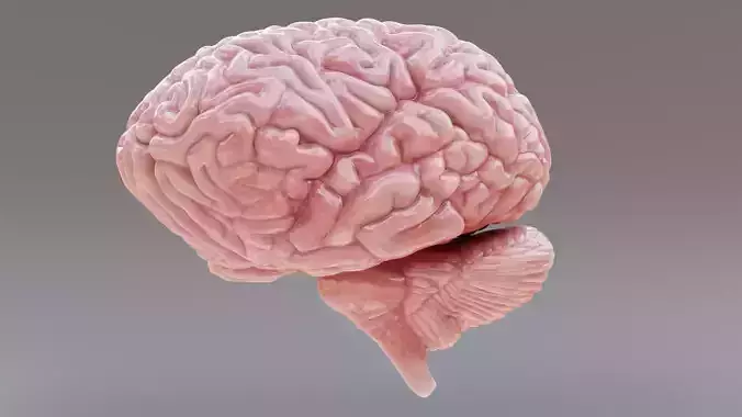 Brain - Realistic Human Anatomy