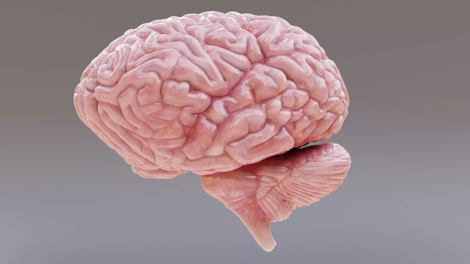 -Realistic Brain- 3D model_0