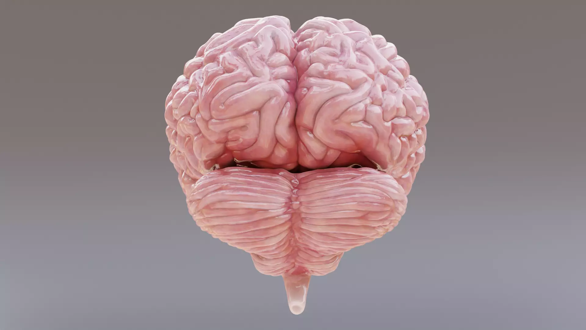 -Realistic Brain- 3D model_3