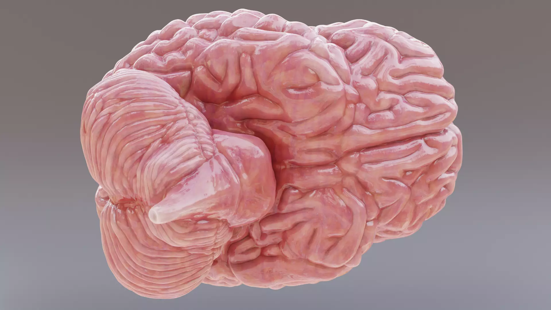 -Realistic Brain- 3D model_4