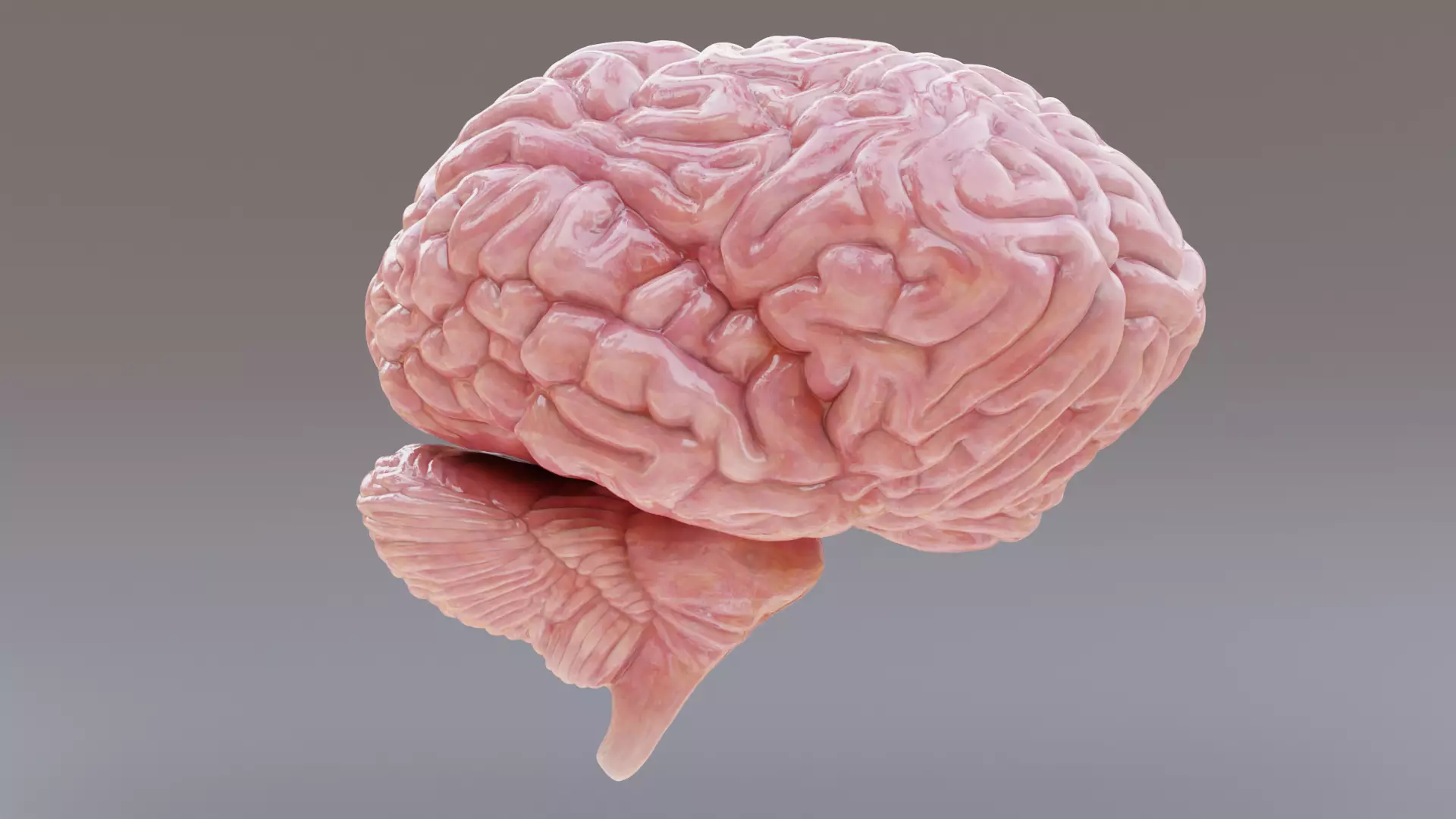 -Realistic Brain- 3D model_2