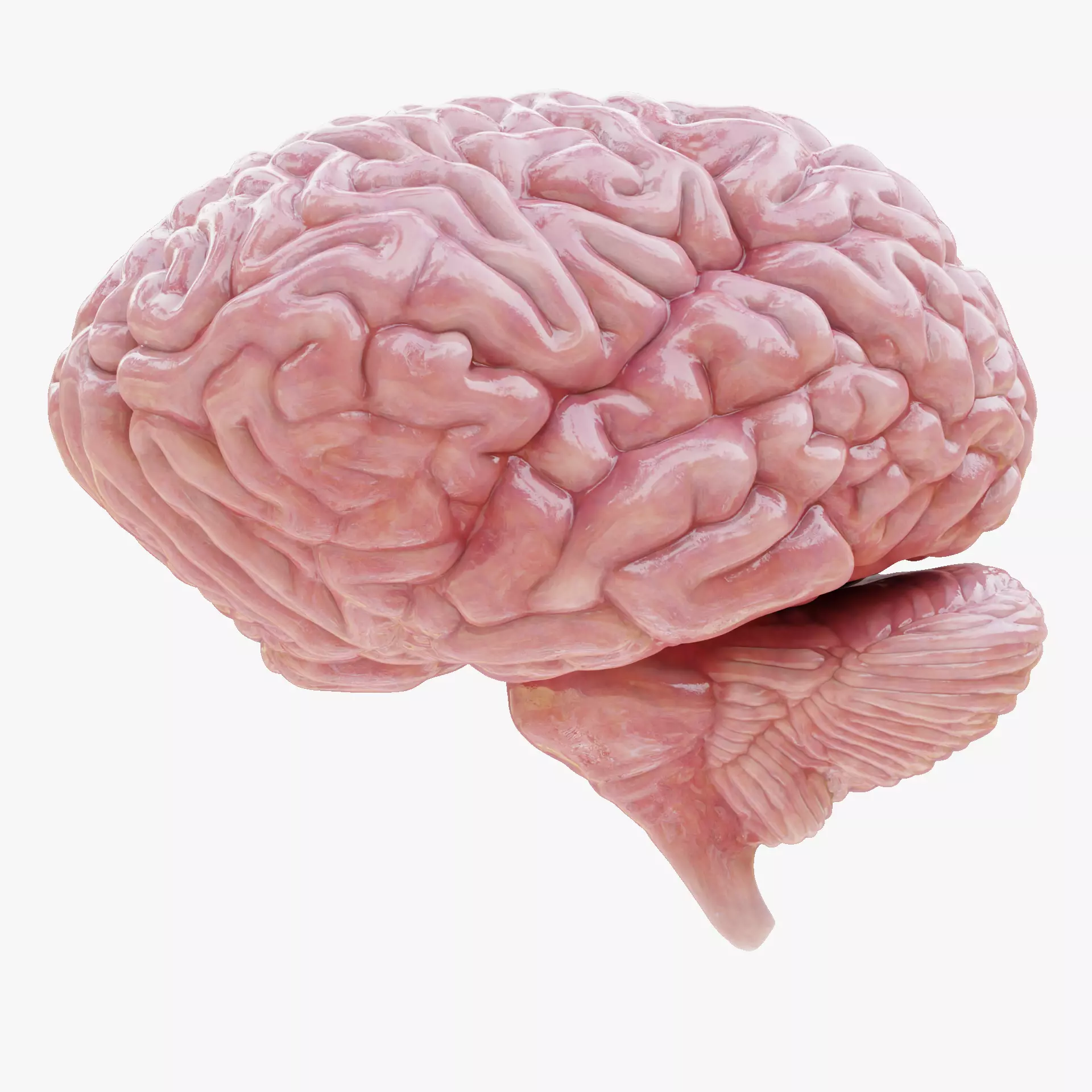 -Realistic Brain- 3D model_14