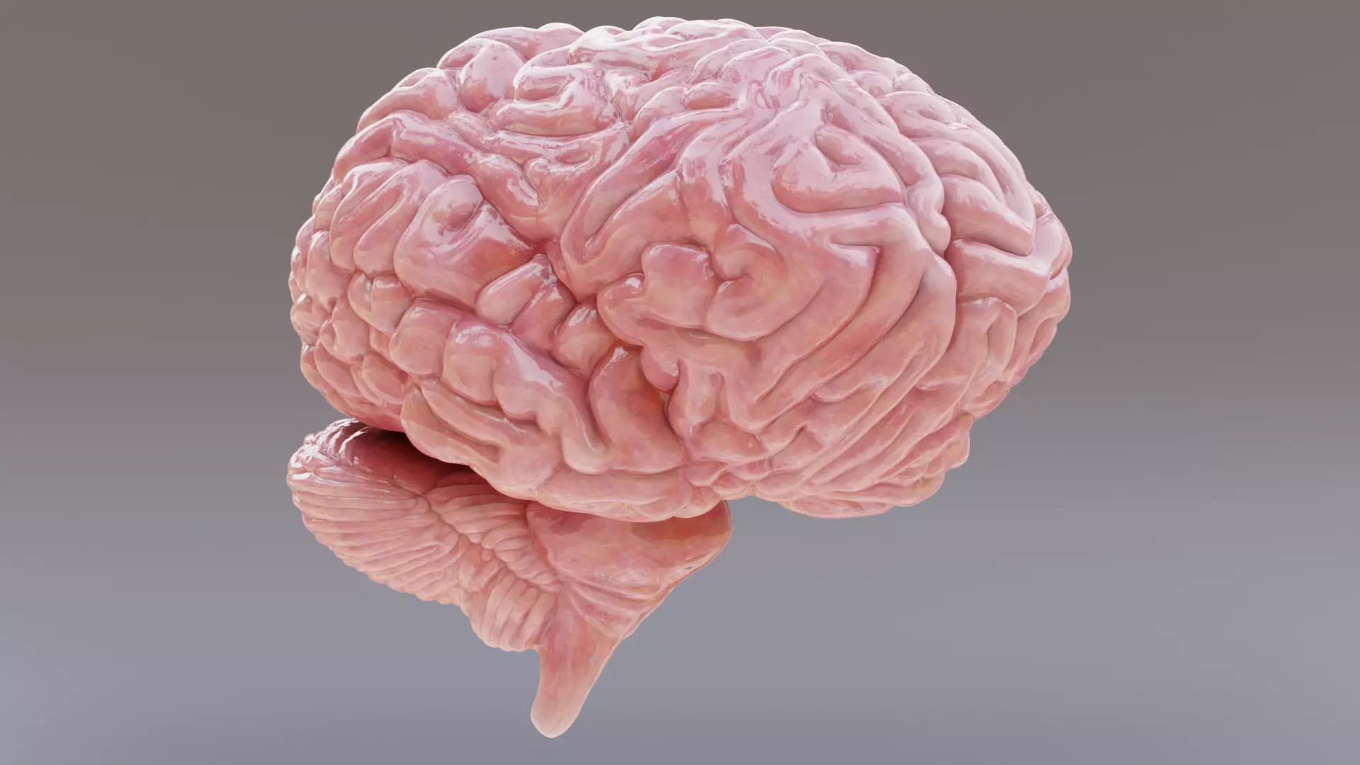 -Realistic Brain- 3D model_6