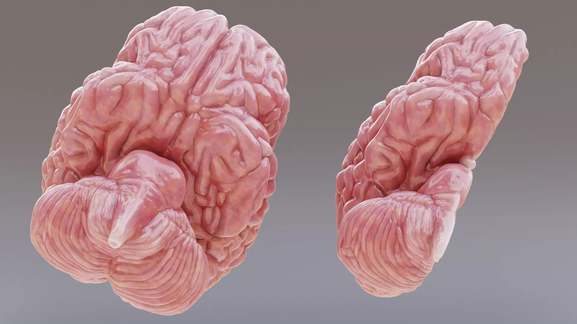 -Realistic Brain Models- 3D model_4