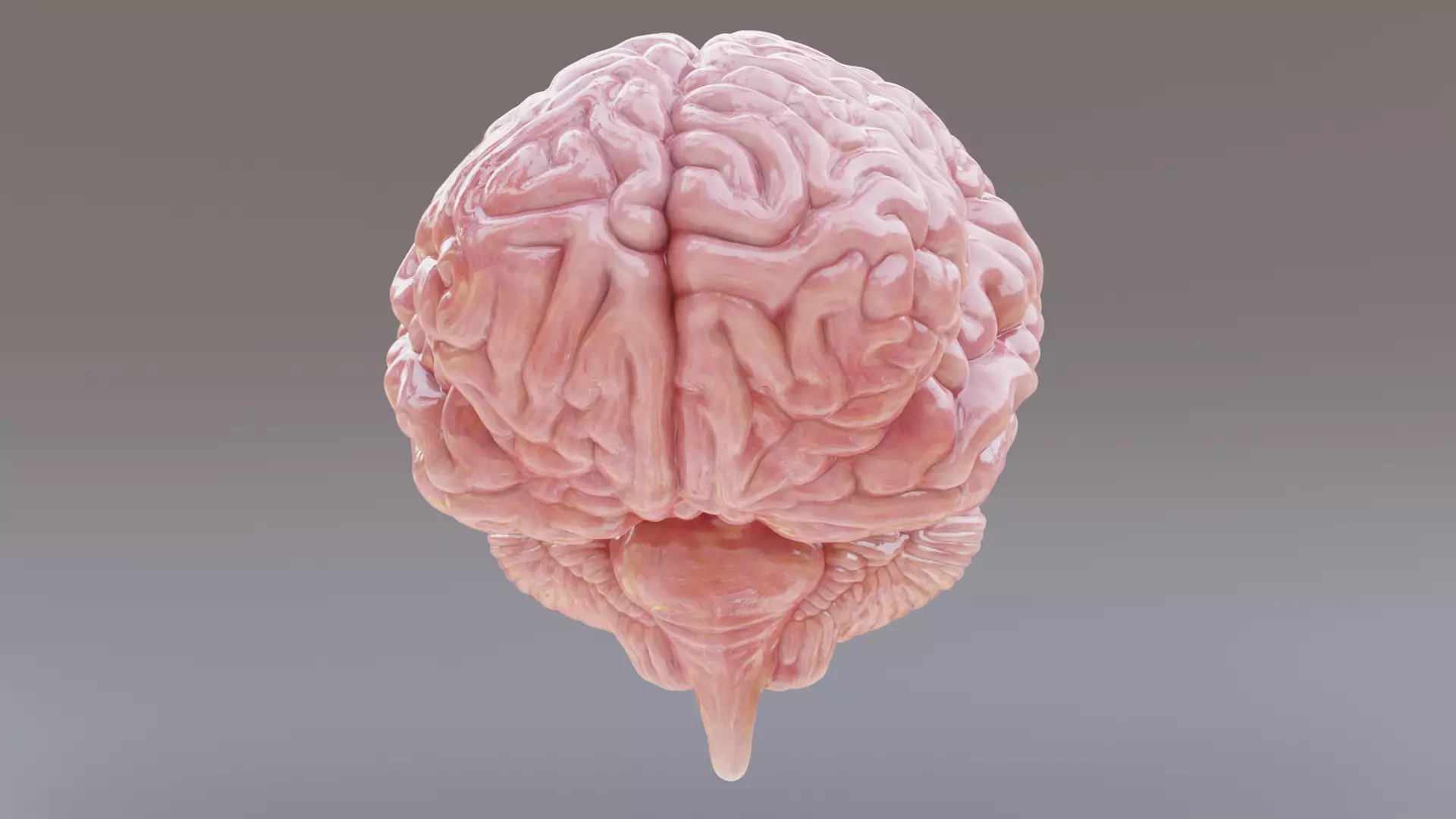 -Realistic Brain Models- 3D model_7