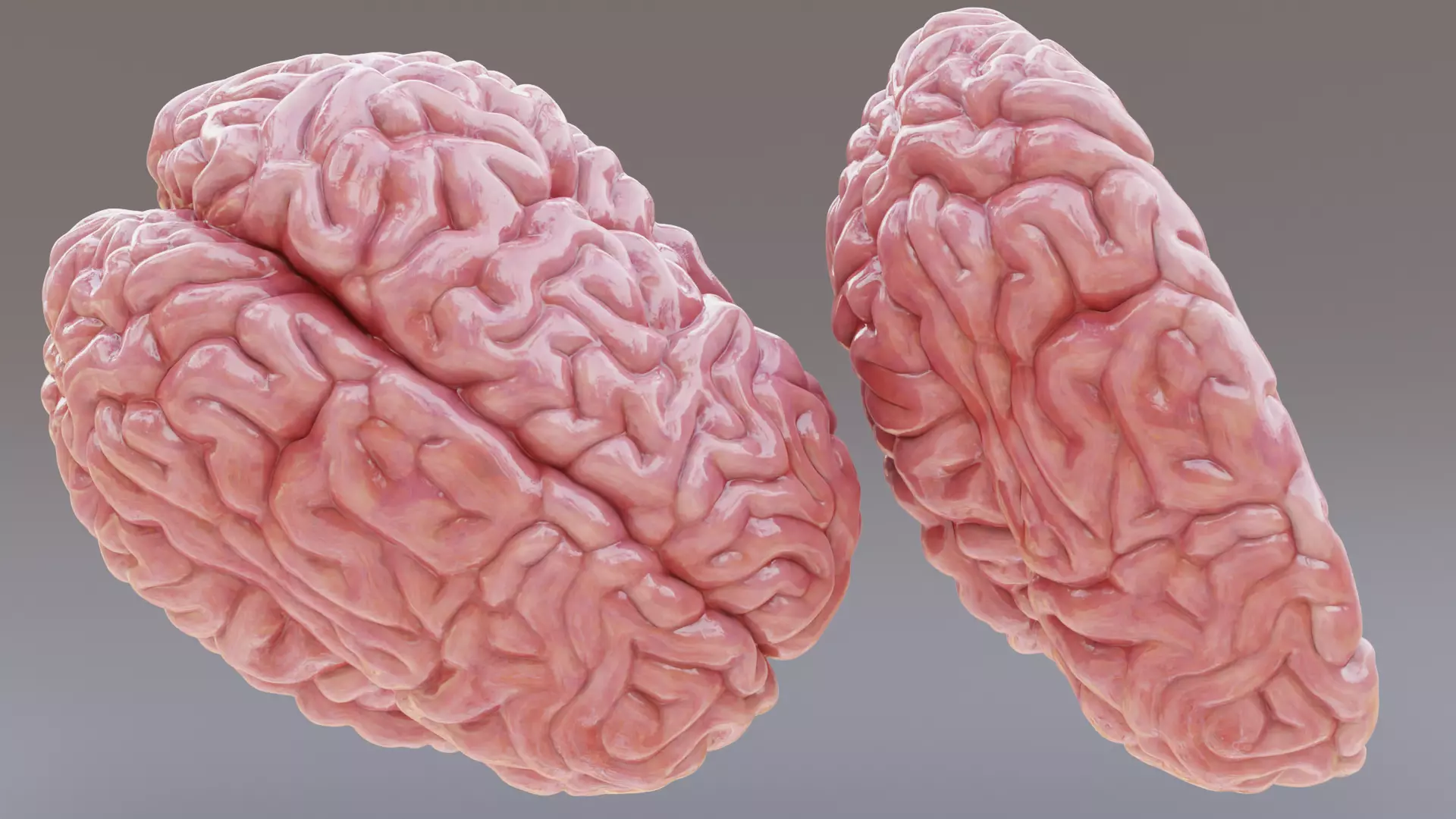 -Realistic Brain Models- 3D model_5