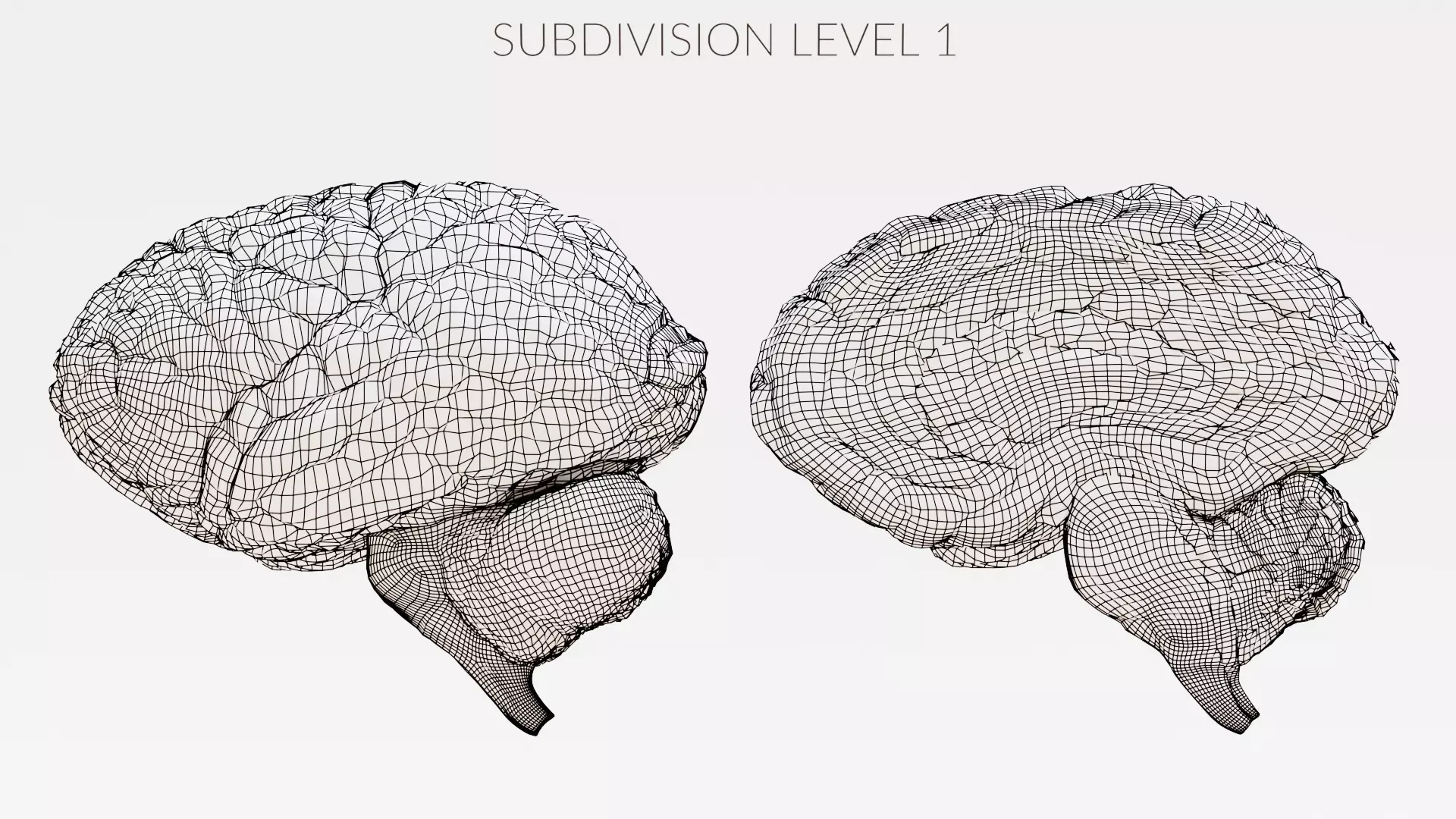 -Realistic Brain Models- 3D model_14