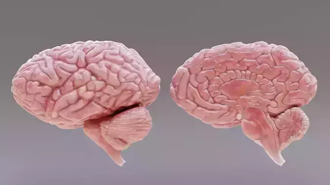 -Realistic Brain Models- 3D model -Realistic Brain Models- 3D model