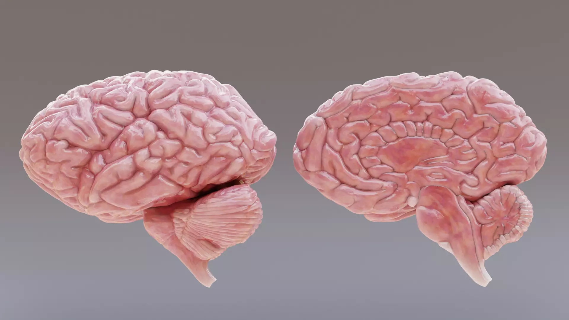-Realistic Brain Models- 3D model_0