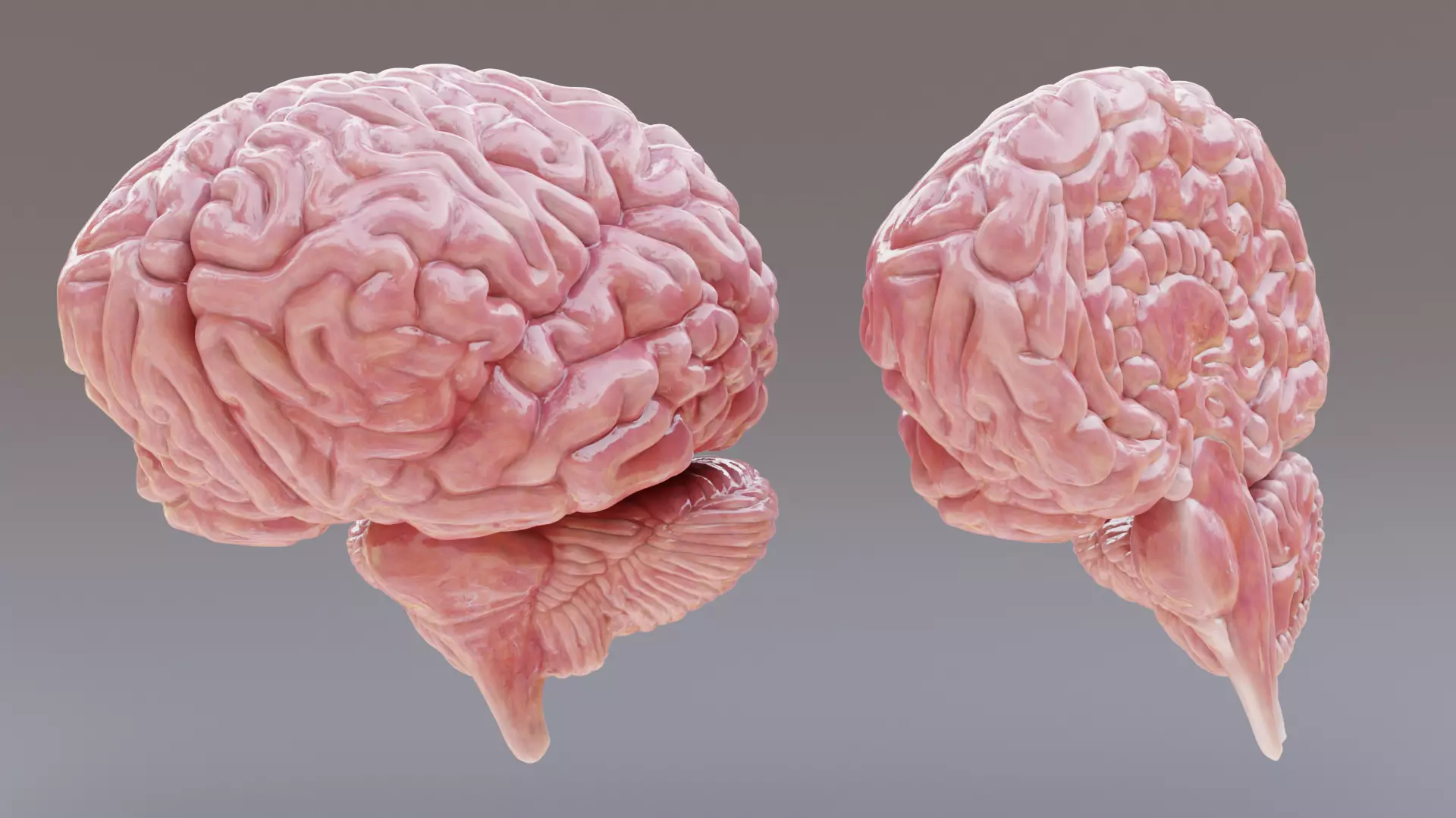 -Realistic Brain Models- 3D model_1