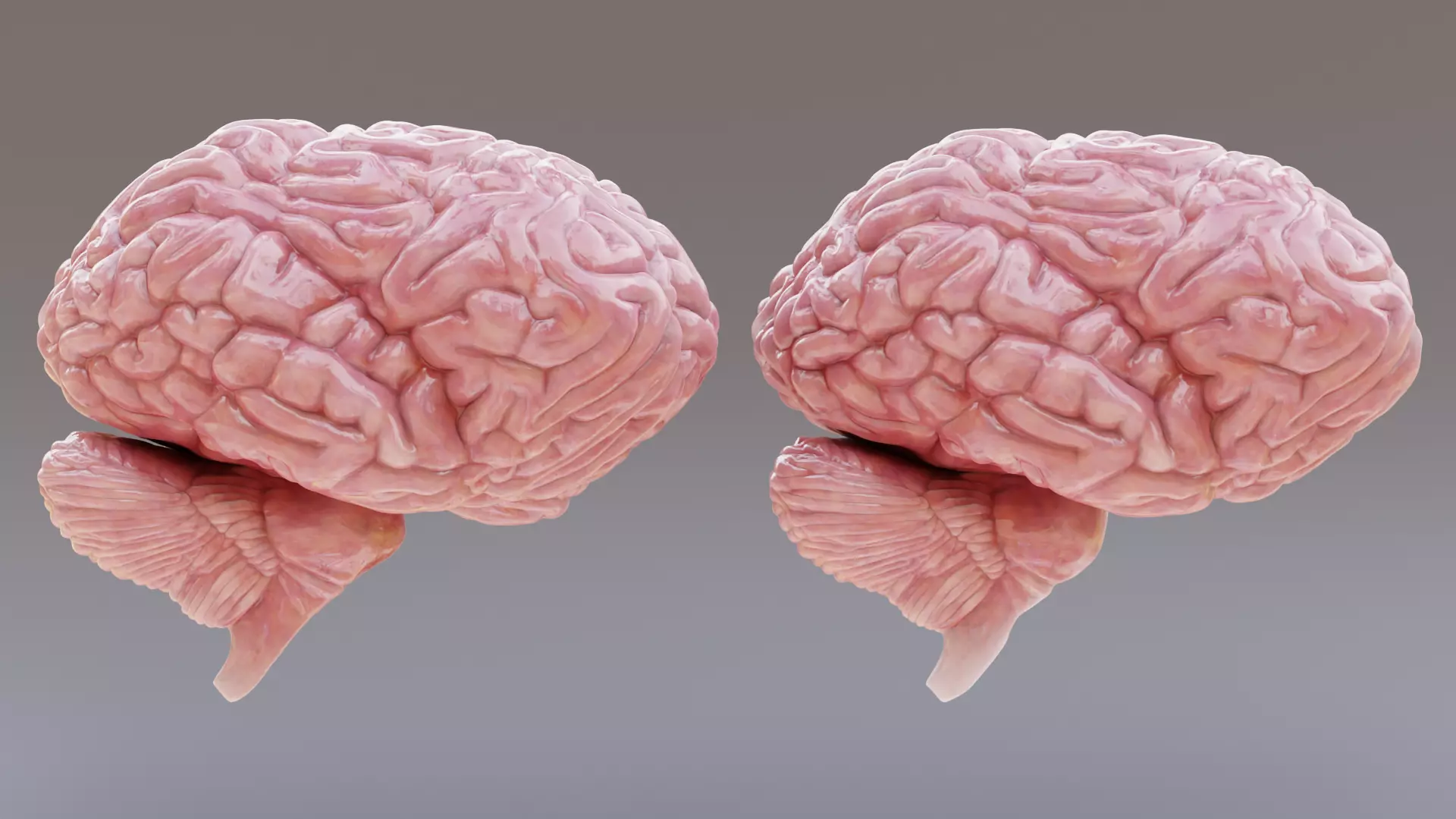 -Realistic Brain Models- 3D model_3