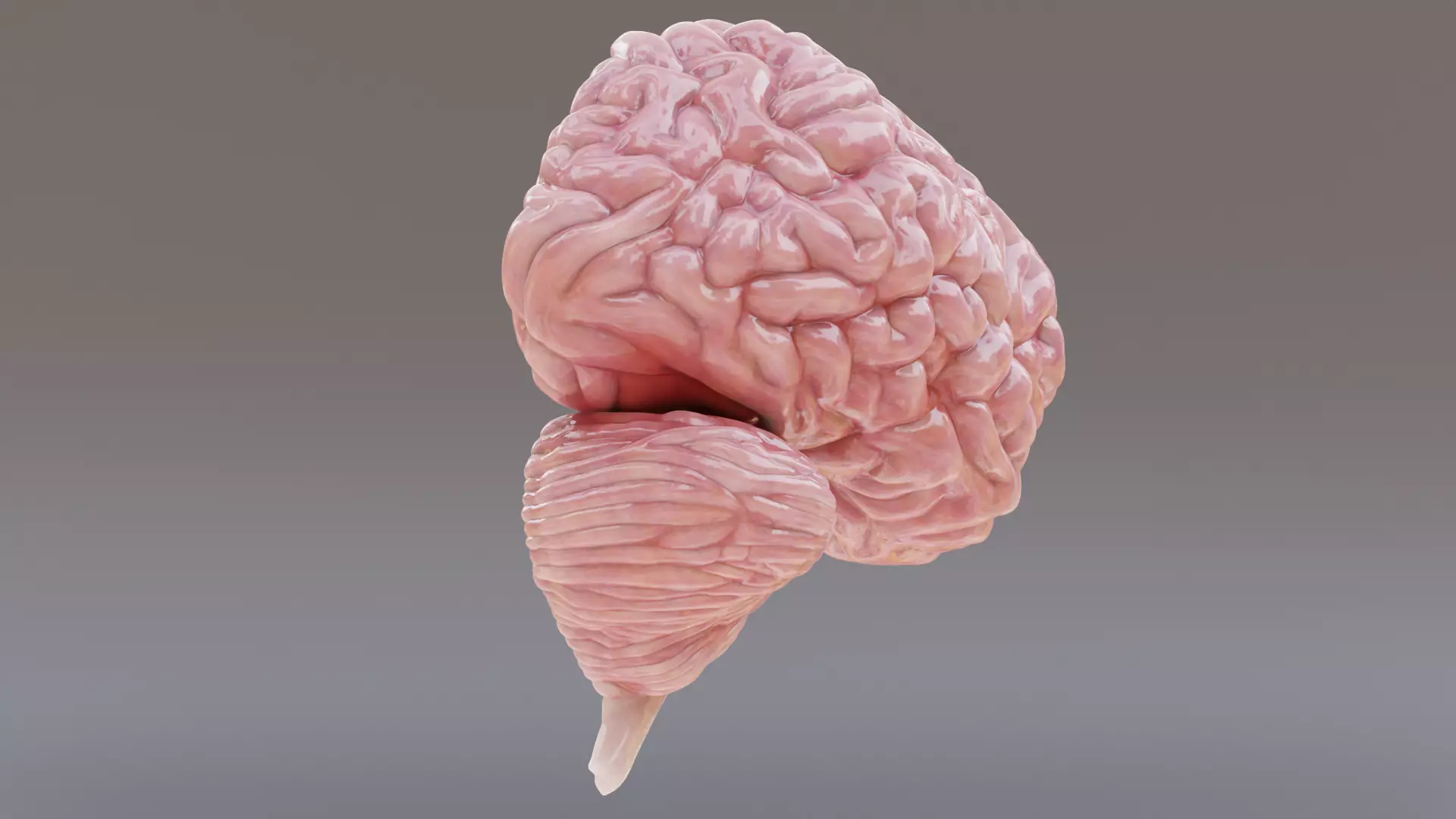 -Realistic Brain Models- 3D model_10