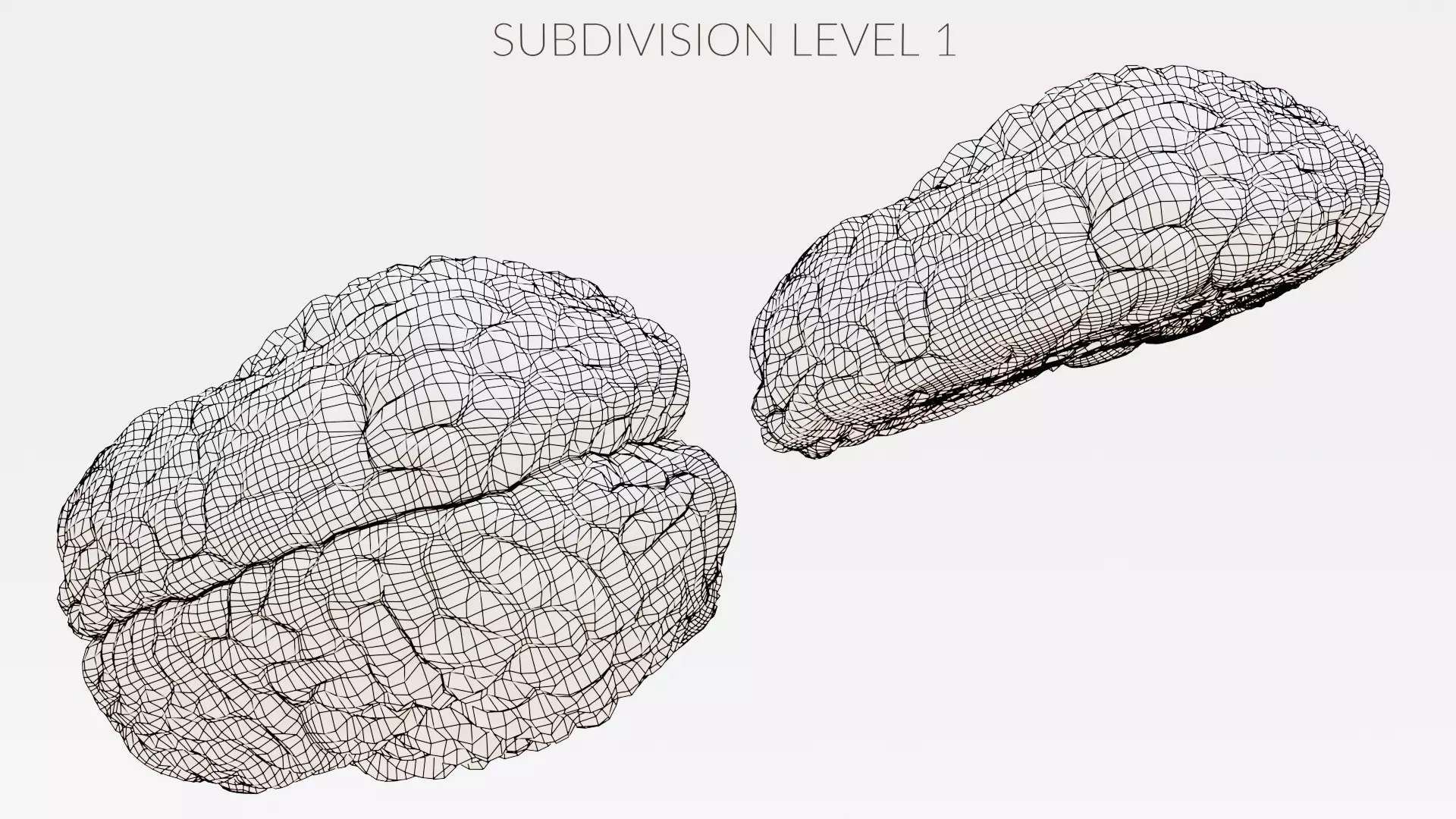 -Realistic Brain Models- 3D model_16