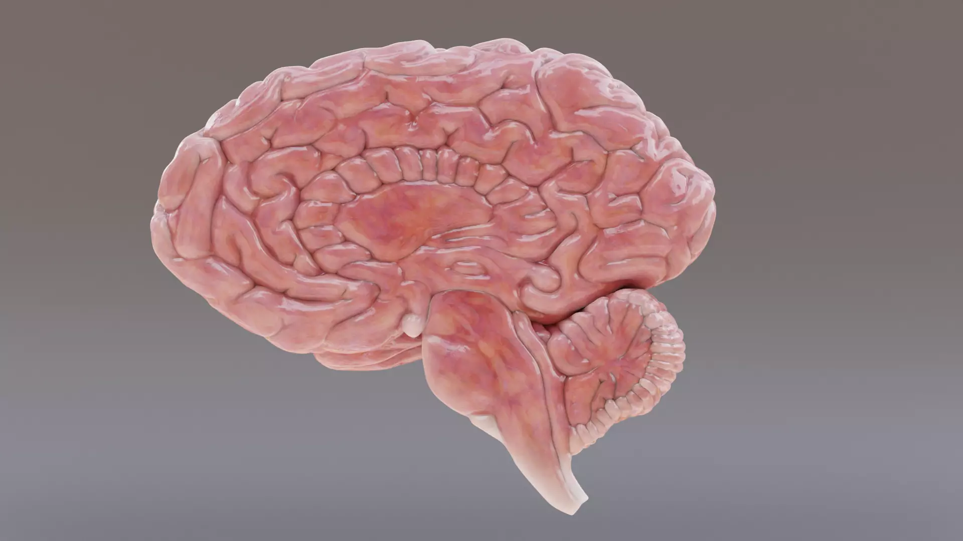 -Realistic Brain Models- 3D model_9