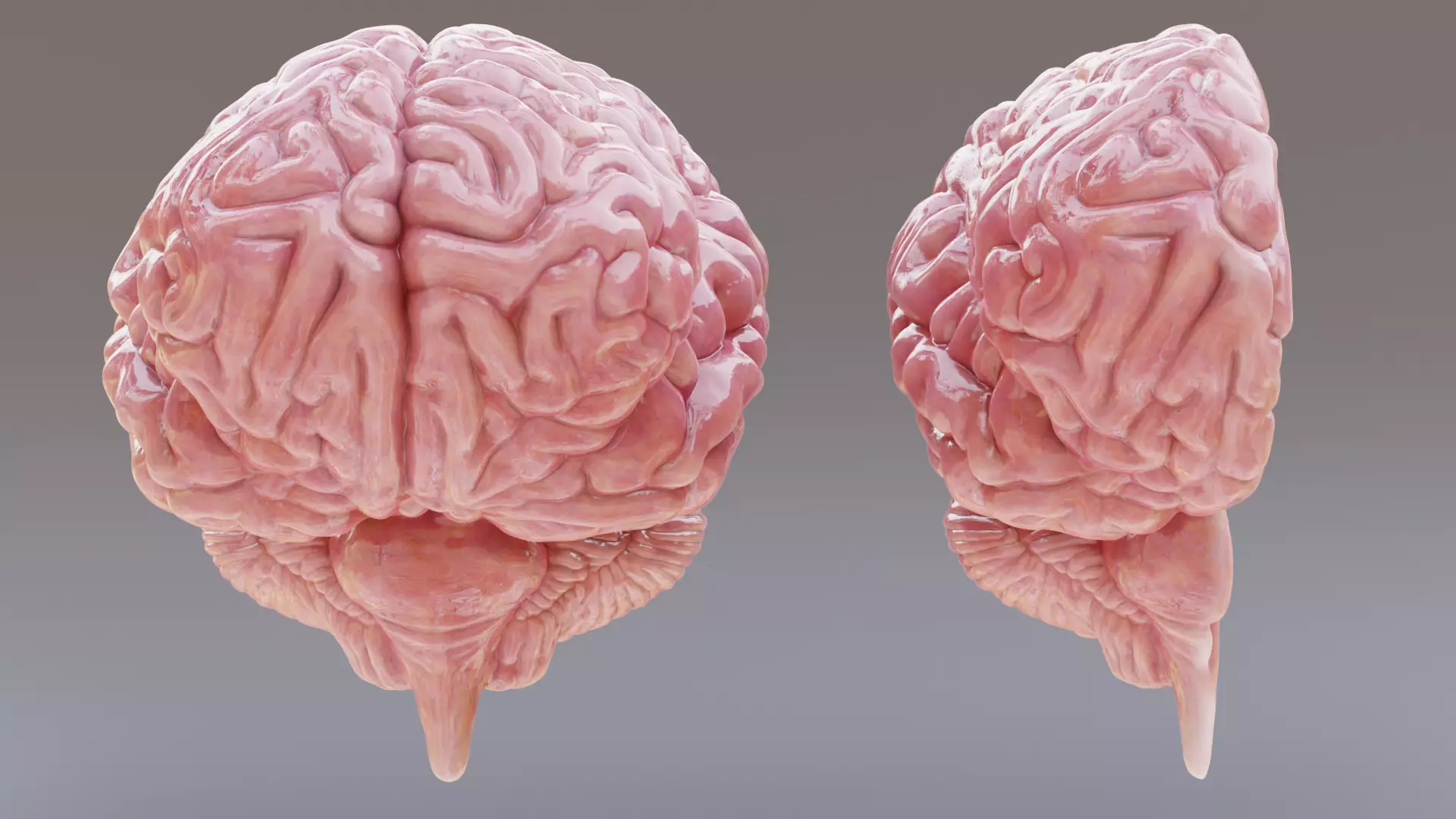 -Realistic Brain Models- 3D model_2