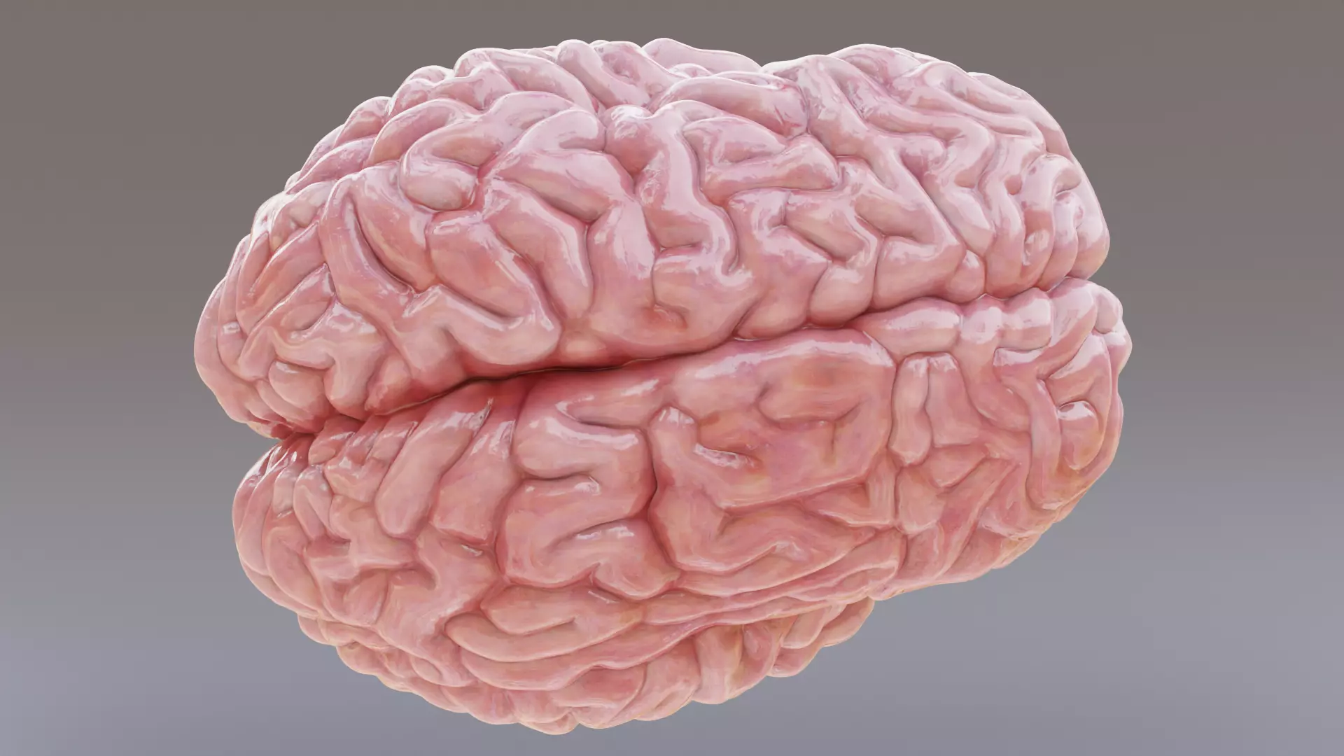 -Realistic Brain Models- 3D model_8