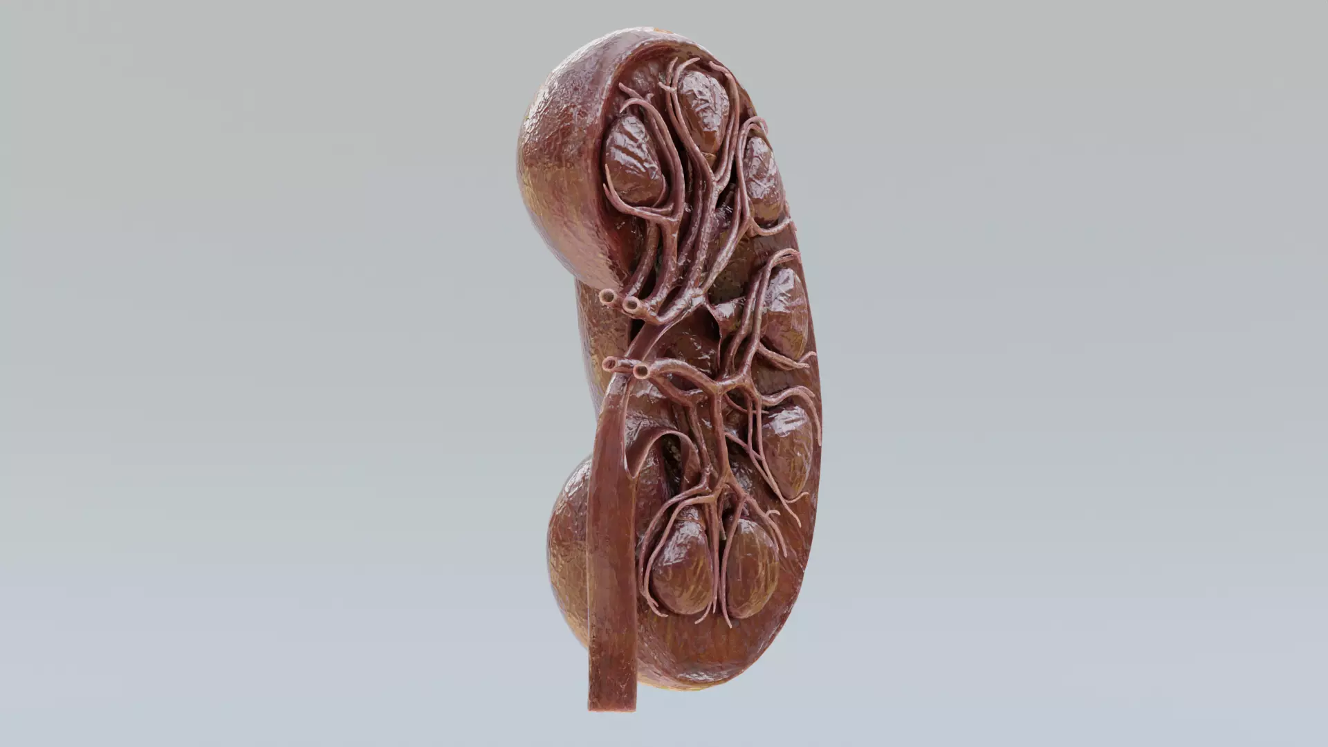 -Realistic Kidney Section- 3D model_1