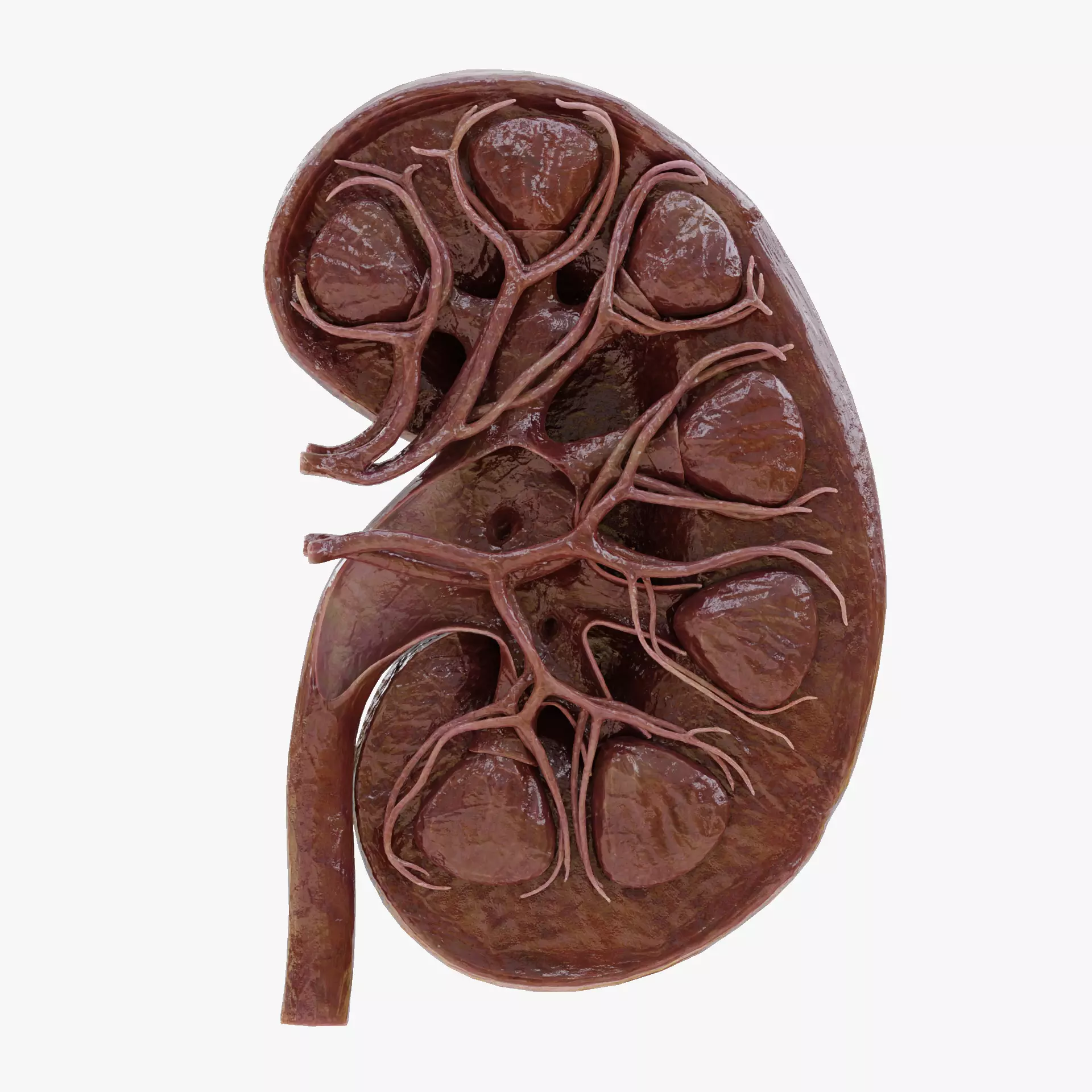 -Realistic Kidney Section- 3D model_11