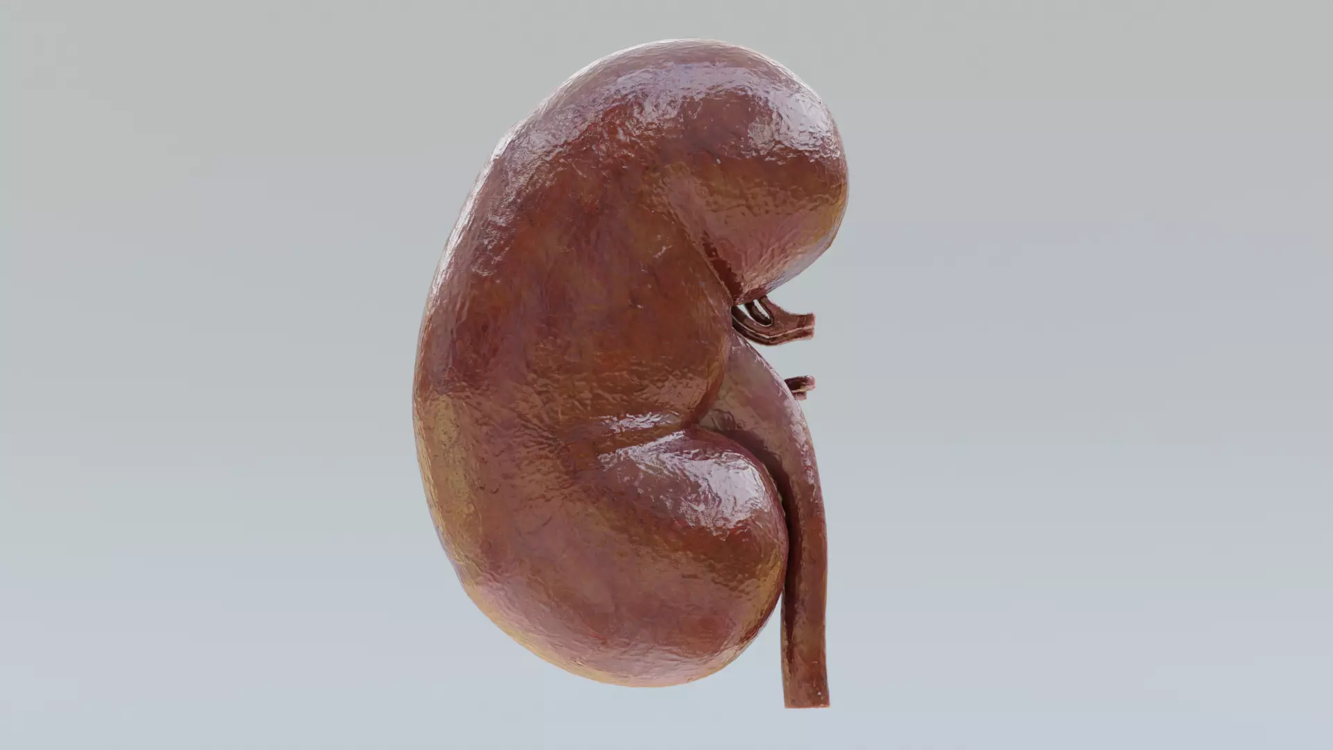 -Realistic Kidney Section- 3D model_3