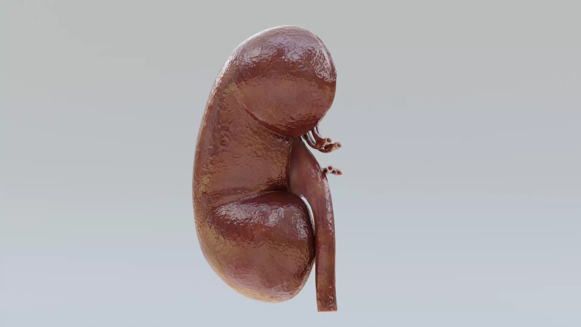 -Realistic Kidney Section- 3D model_2
