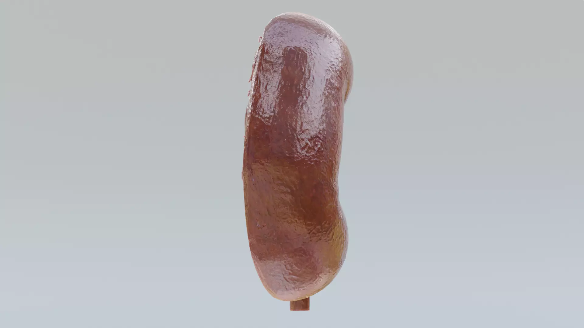 -Realistic Kidney Section- 3D model_4