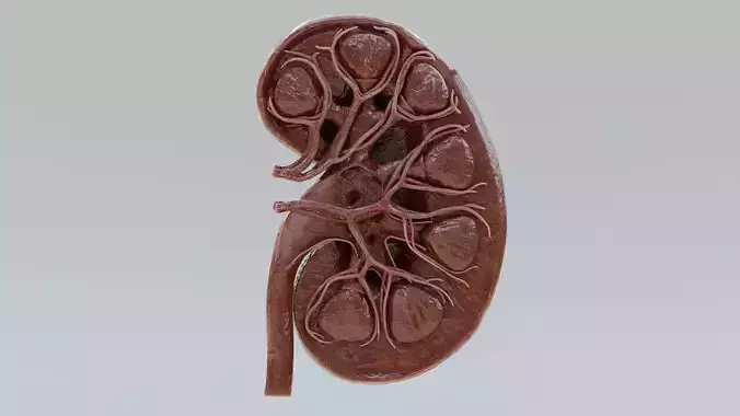 Kidney Cross-Section V1 - Realistic Human Anatomy