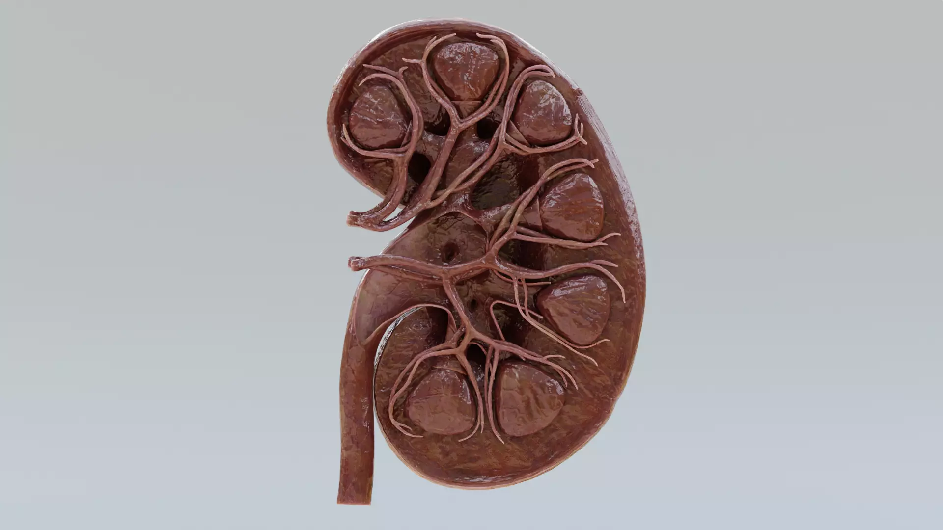 -Realistic Kidney Section- 3D model_0