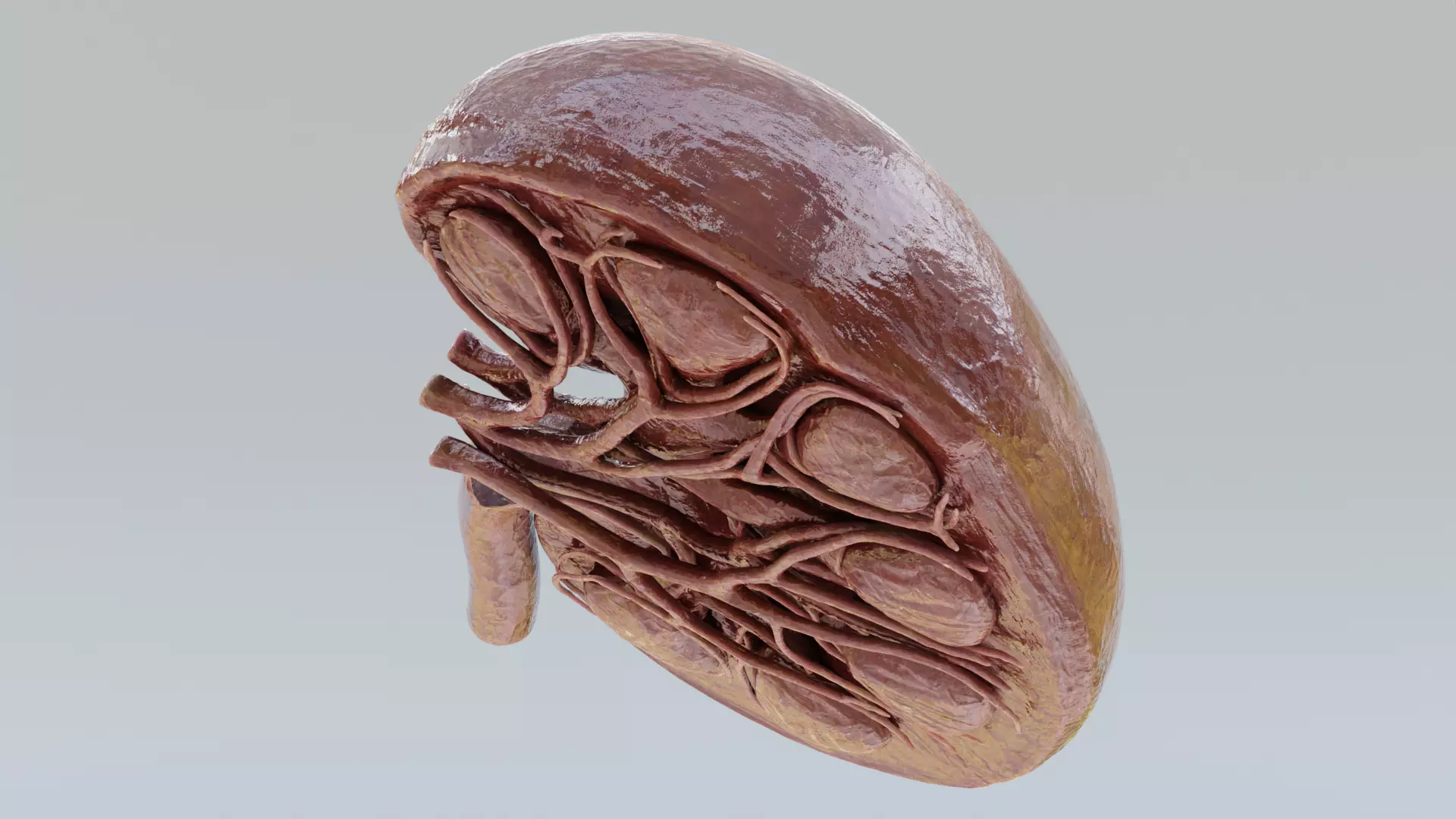 -Realistic Kidney Section- 3D model_5