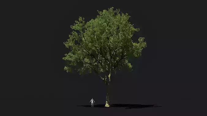 Game ready old White Oak tree