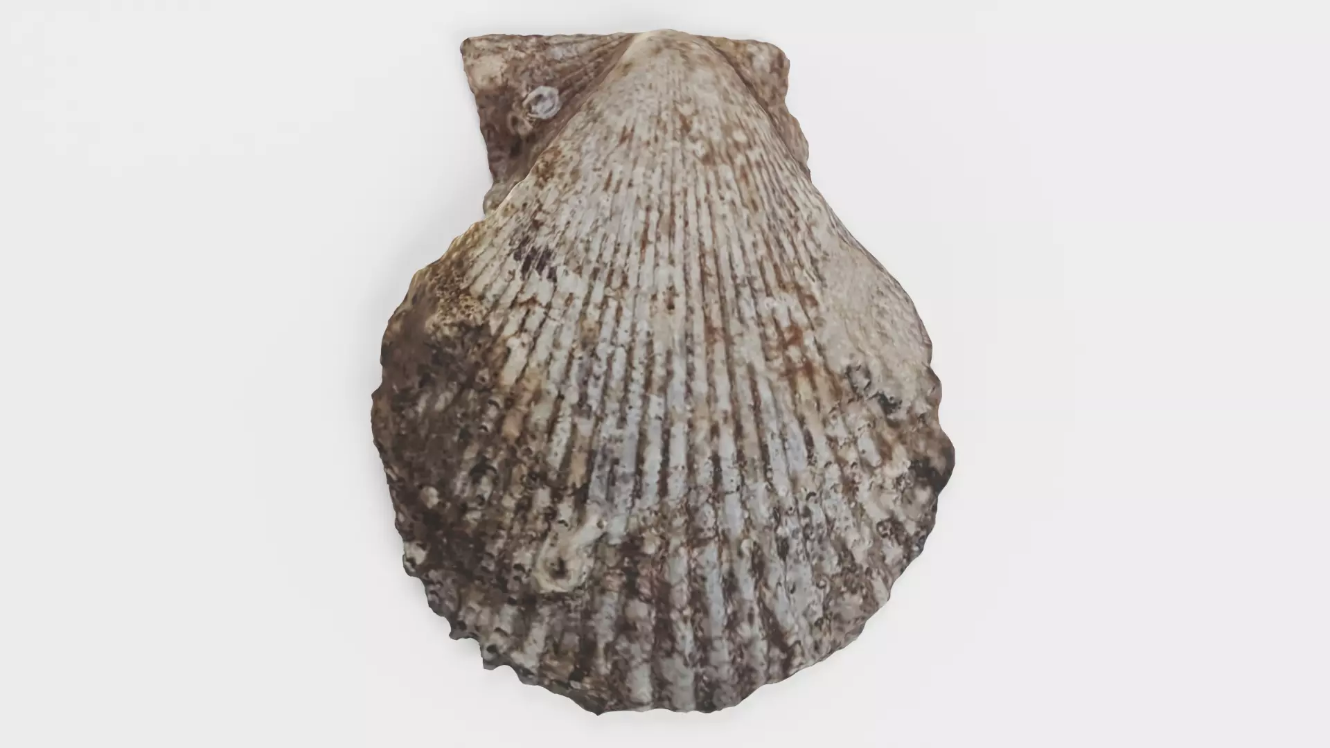 -Shell Dark- 3D model_1